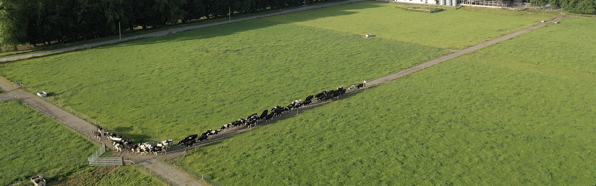 cows crossing a field